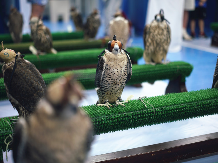 阿布扎比猎鹰医院 Abu Dhabi Falcon Hosp