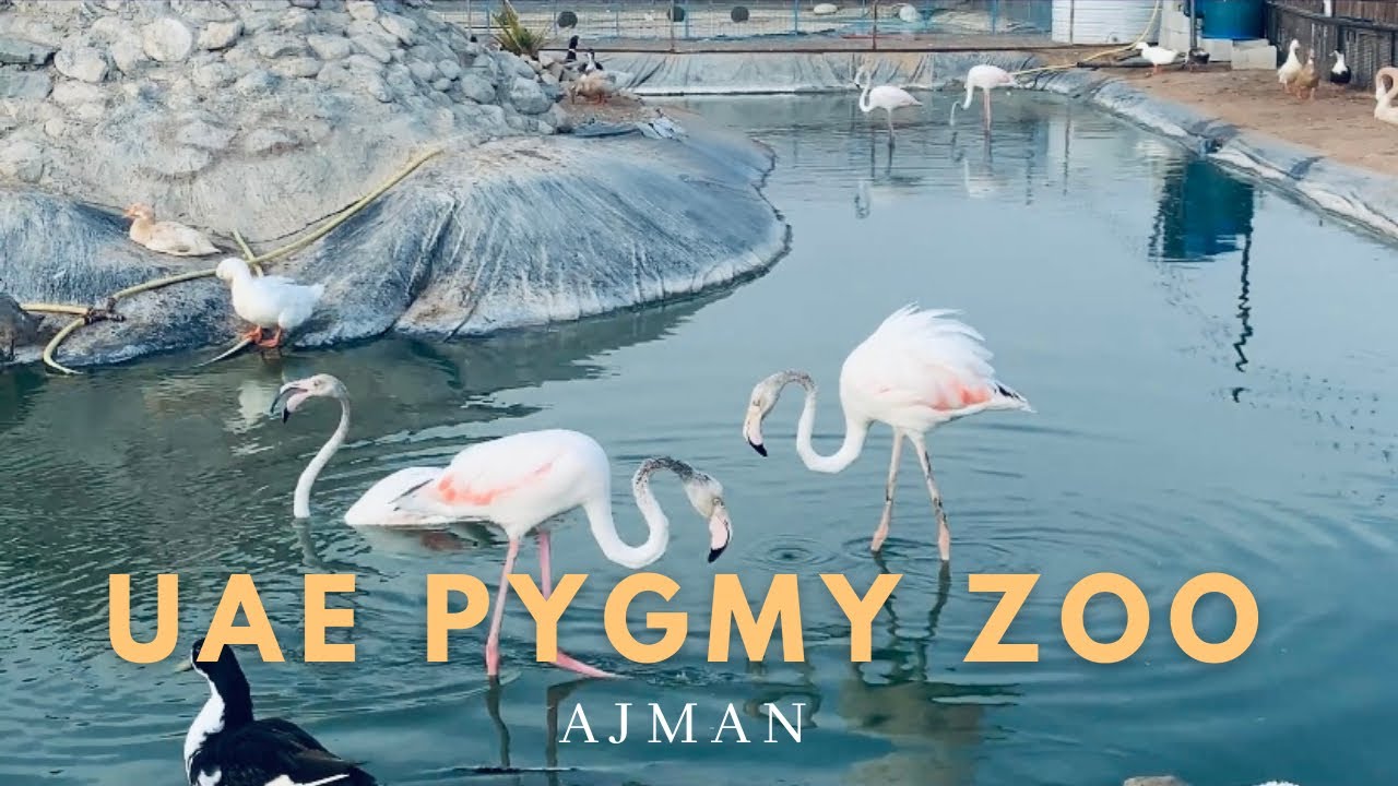 侏儒动物园 UAE Pygmy Zoo